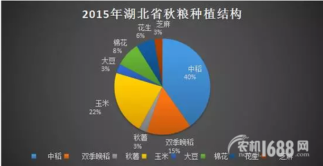 夏糧豐收后，秋糧種植新選擇 薯類作物的市場機(jī)遇與銷售策略