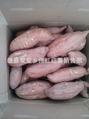 電烤紅薯新風(fēng)尚 雄縣雙堂鄉(xiāng)偉紅紅薯銷售部長期專業(yè)供應(yīng)